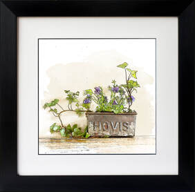 Delightful ink & watercolour effect illustration featuring a vintage Hovis tin planted with Viola & Ivy