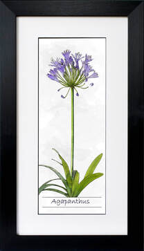 Agapanthus ink and watercolour illustration by Fiona Gray
