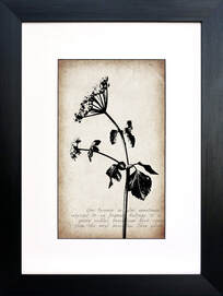 Cow Parsnip botanical illustration on Sepia vintage inspired background by Fiona Gray
