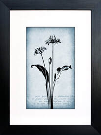 Wild Garlic botanical illustration on Blue vintage inspired background by Fiona Gray
