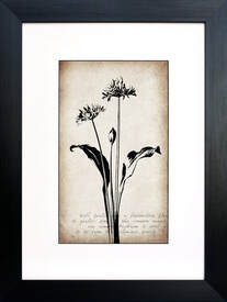Wild Garlic botanical illustration on Sepia vintage inspired background by Fiona Gray
