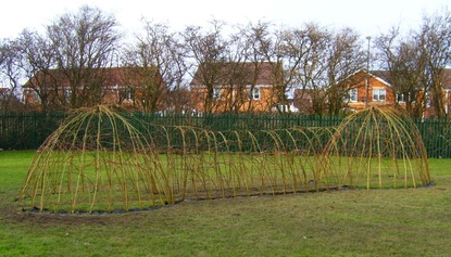 Living willow structure