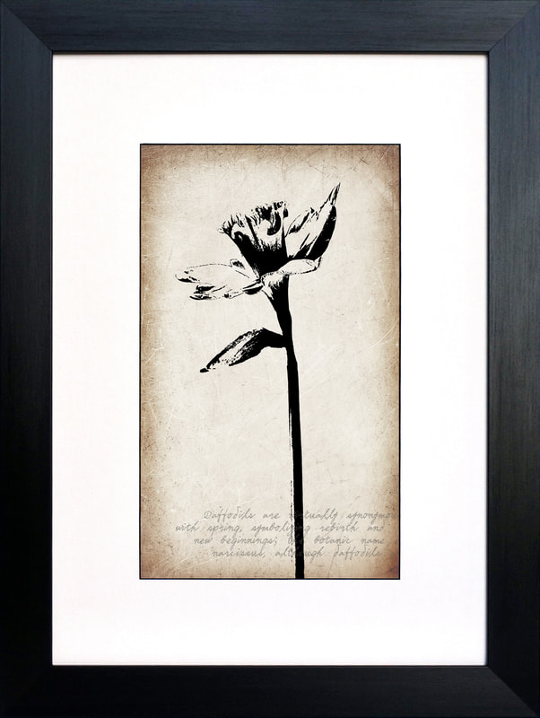Daffodil botanical drawing on a vintage sepia background Fiona Gray Print