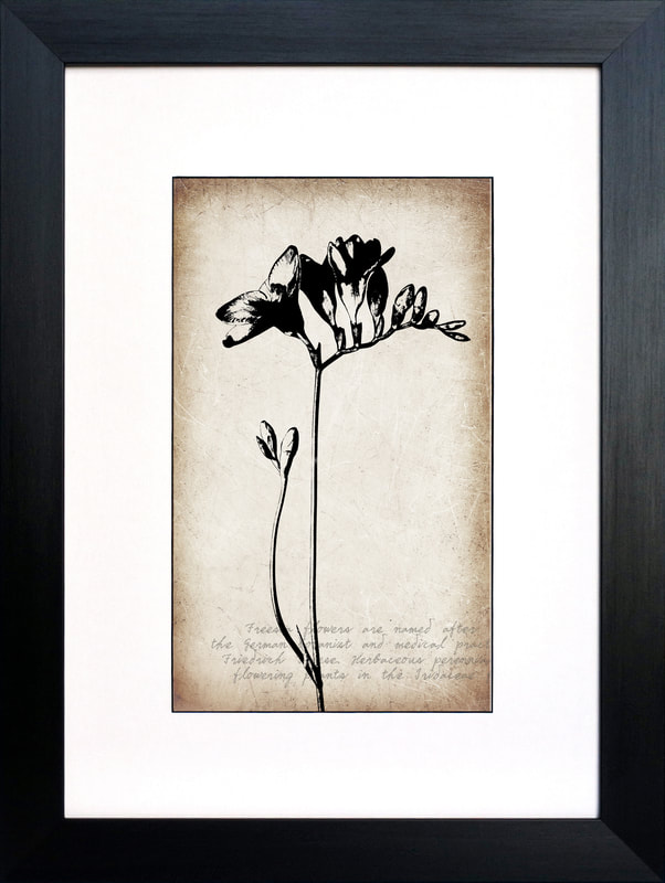 Botanical print of Freesia flower in black ink against a sepia background By Fiona Gray