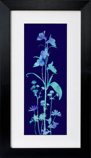 Aqualegia Astrantia Anemonie flower print by Fiona Gray