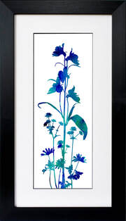 Aqualegia Astrantia Anemonie flower print by Fiona Gray